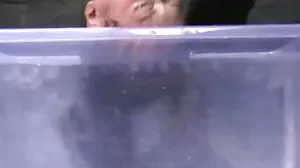 بیک ٹو dives کے لئے ٹونی